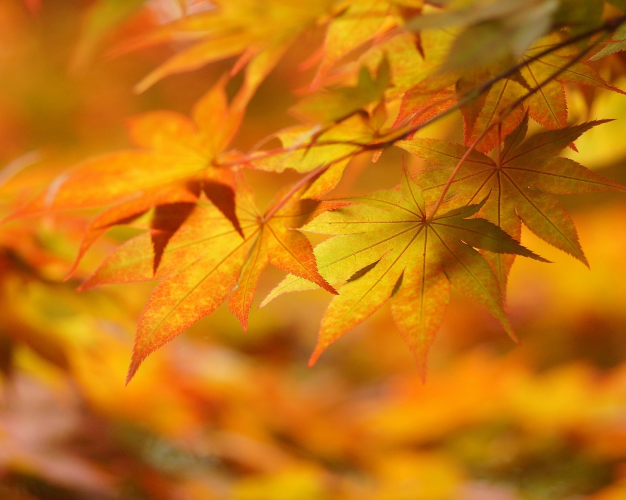 Ветка с осенними листьями