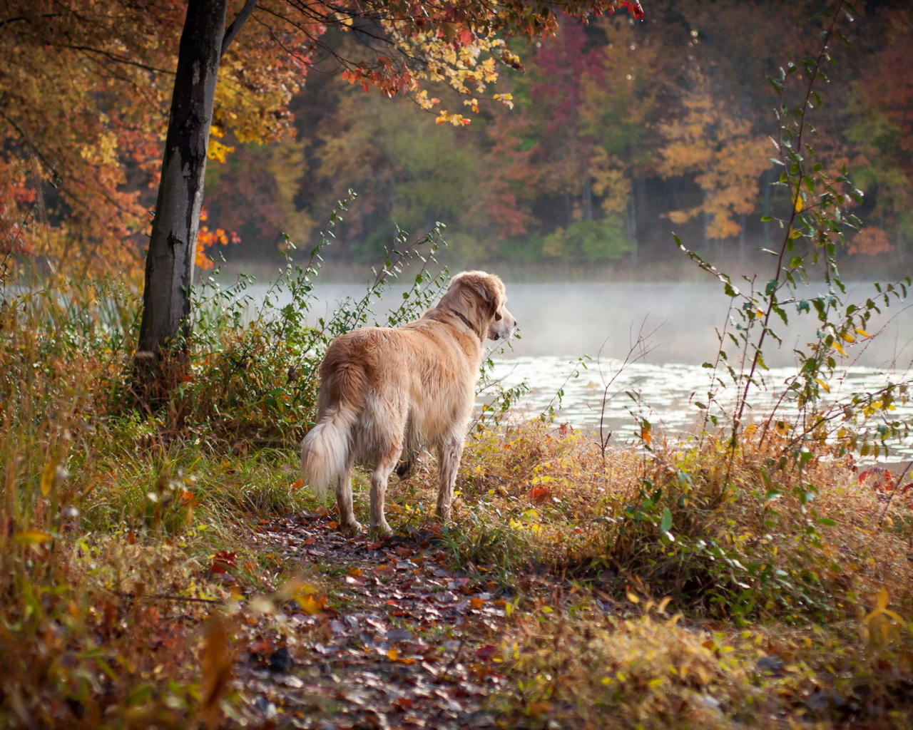 Собака у реки