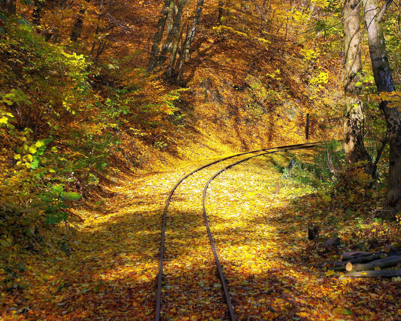 	   Railroad in the forest