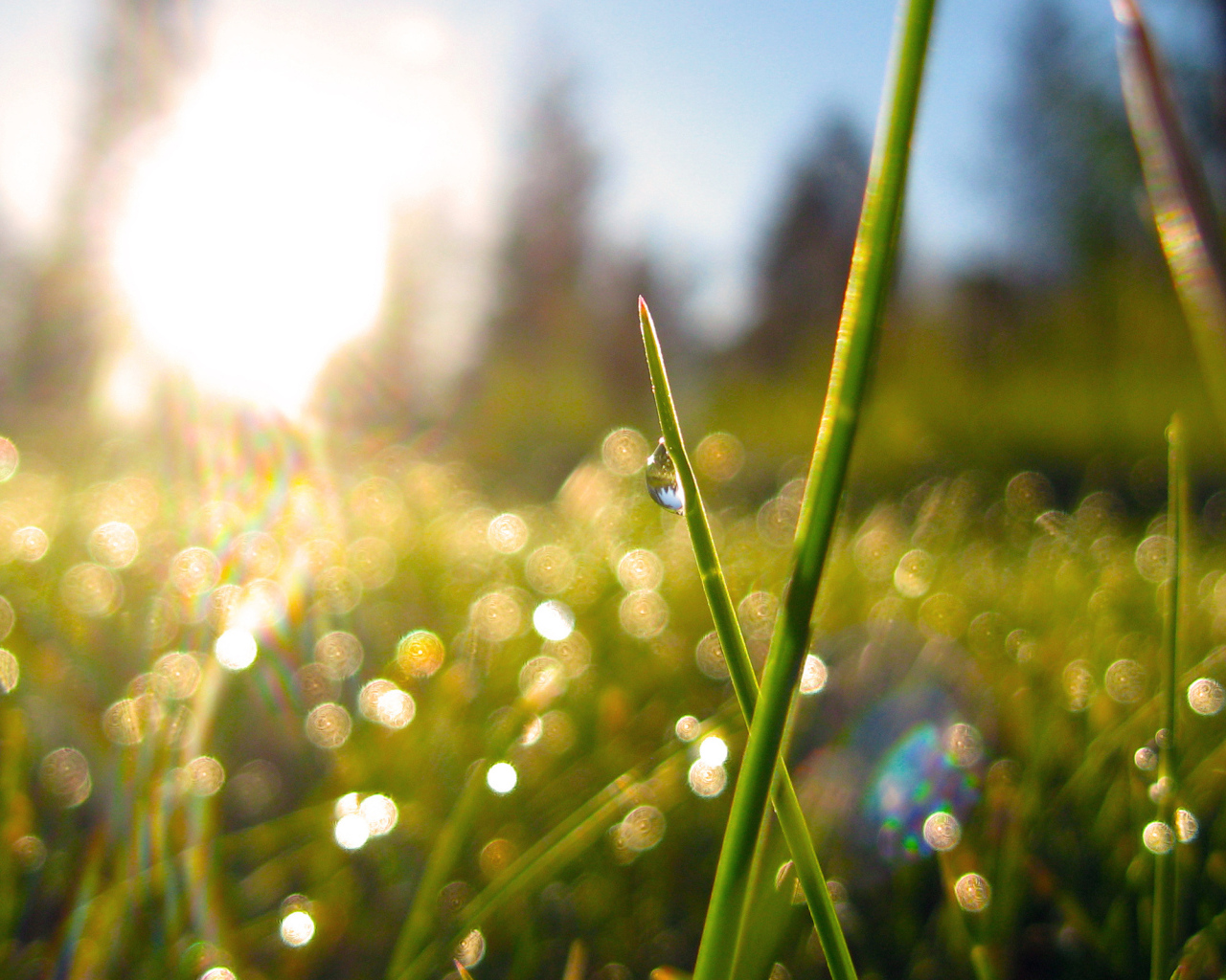 Bright spring grass