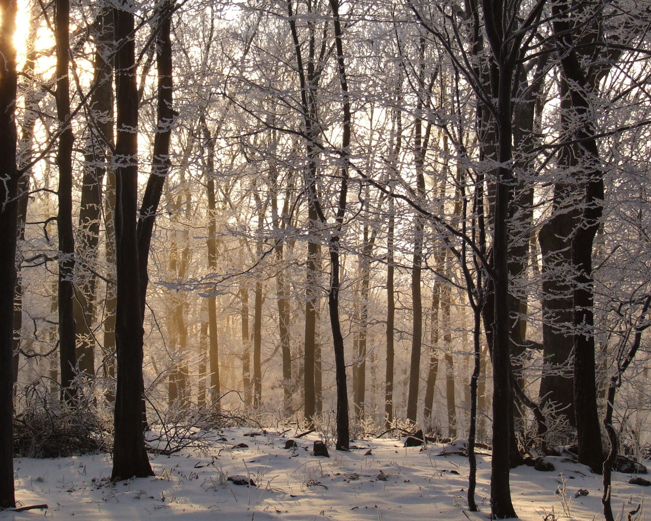 Талый снег в лесу