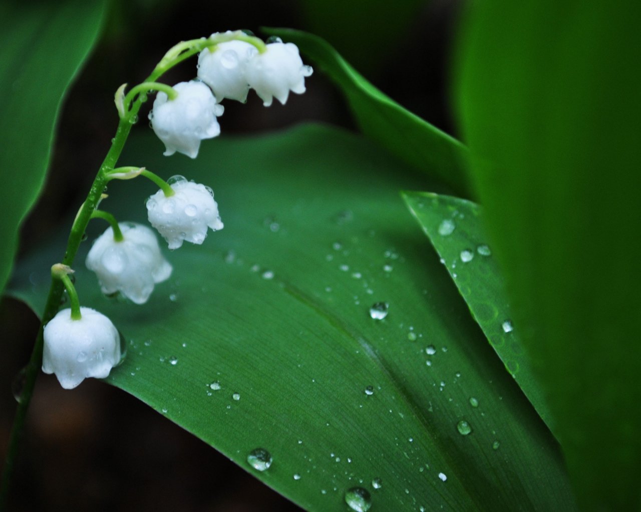 Весенние ландыши