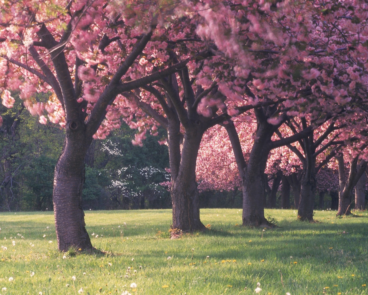 Trees in spring flowers