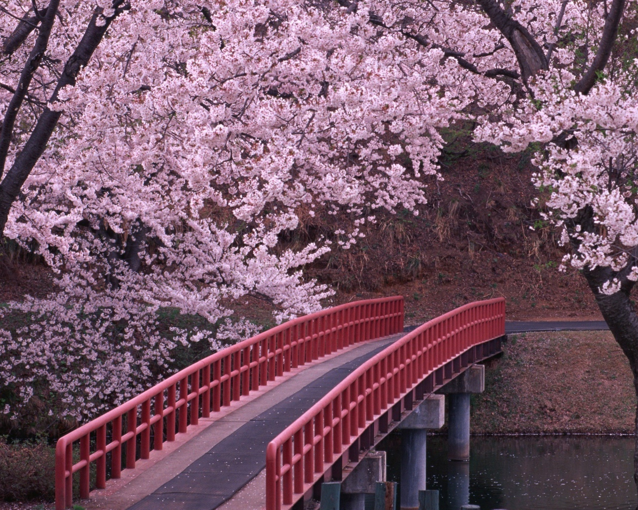 Мост через реку в цветущем саду
