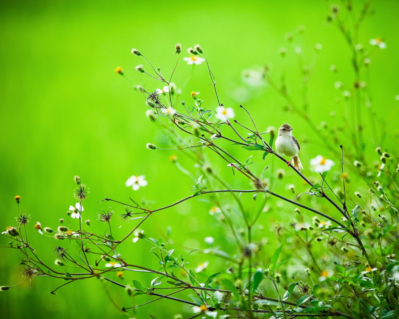 Птичка на летней траве
