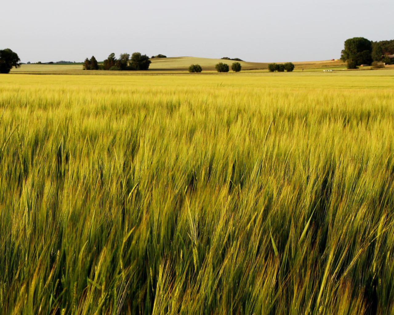 Зеленое летнее поле