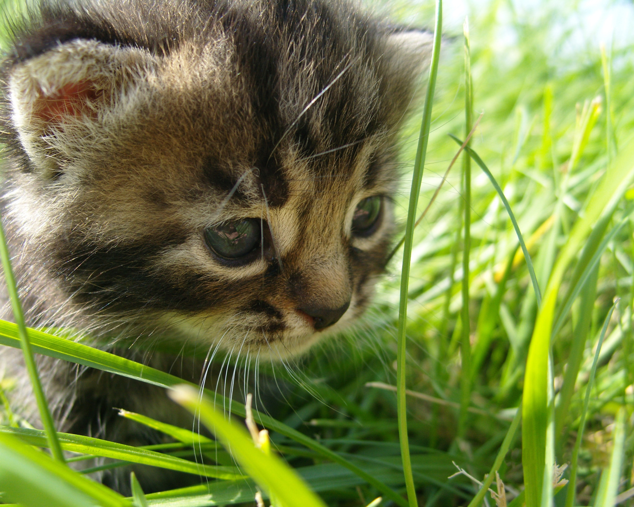 Котенок среди травы летом