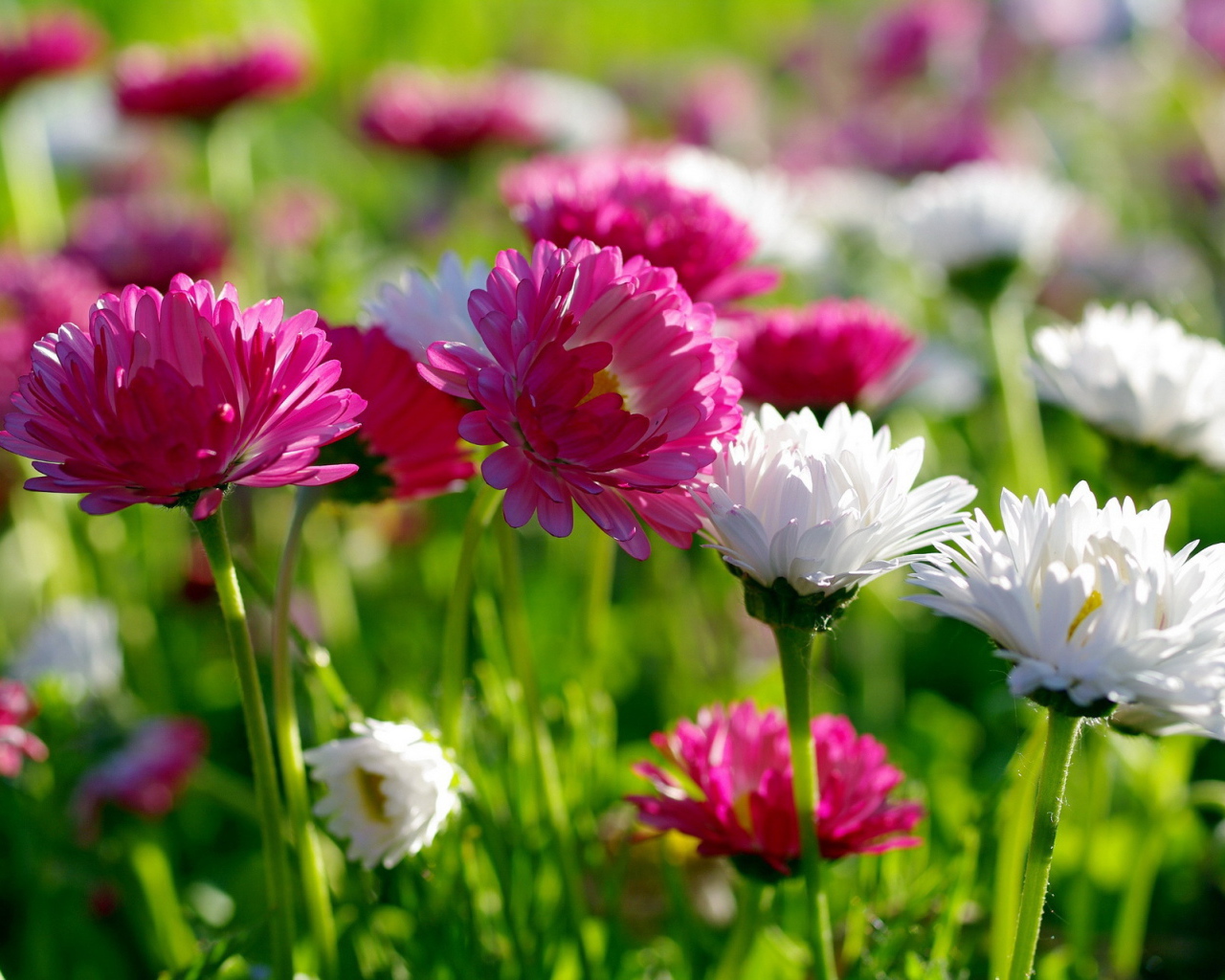 Белые и розовые летние цветы