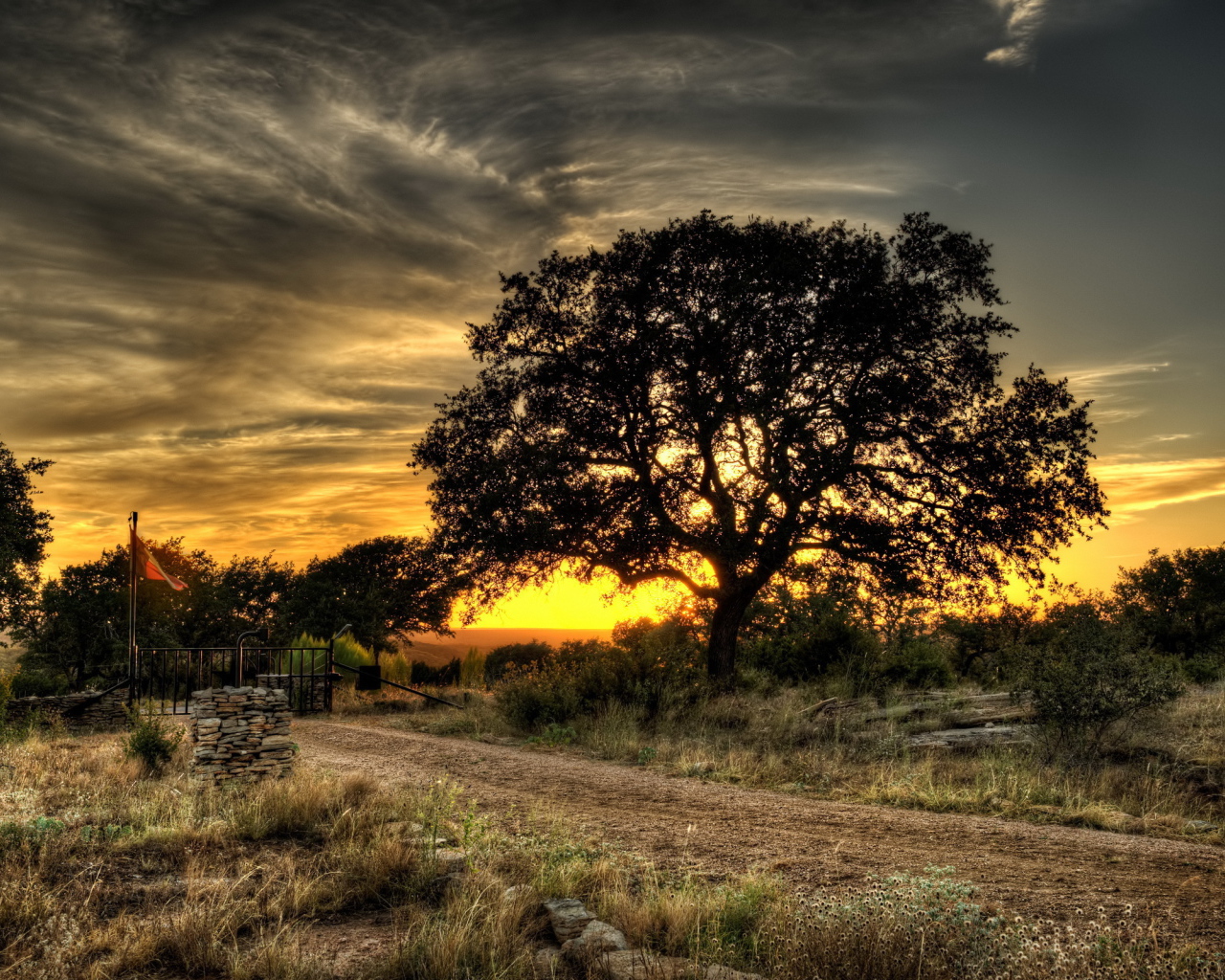 Дерево у дороги
