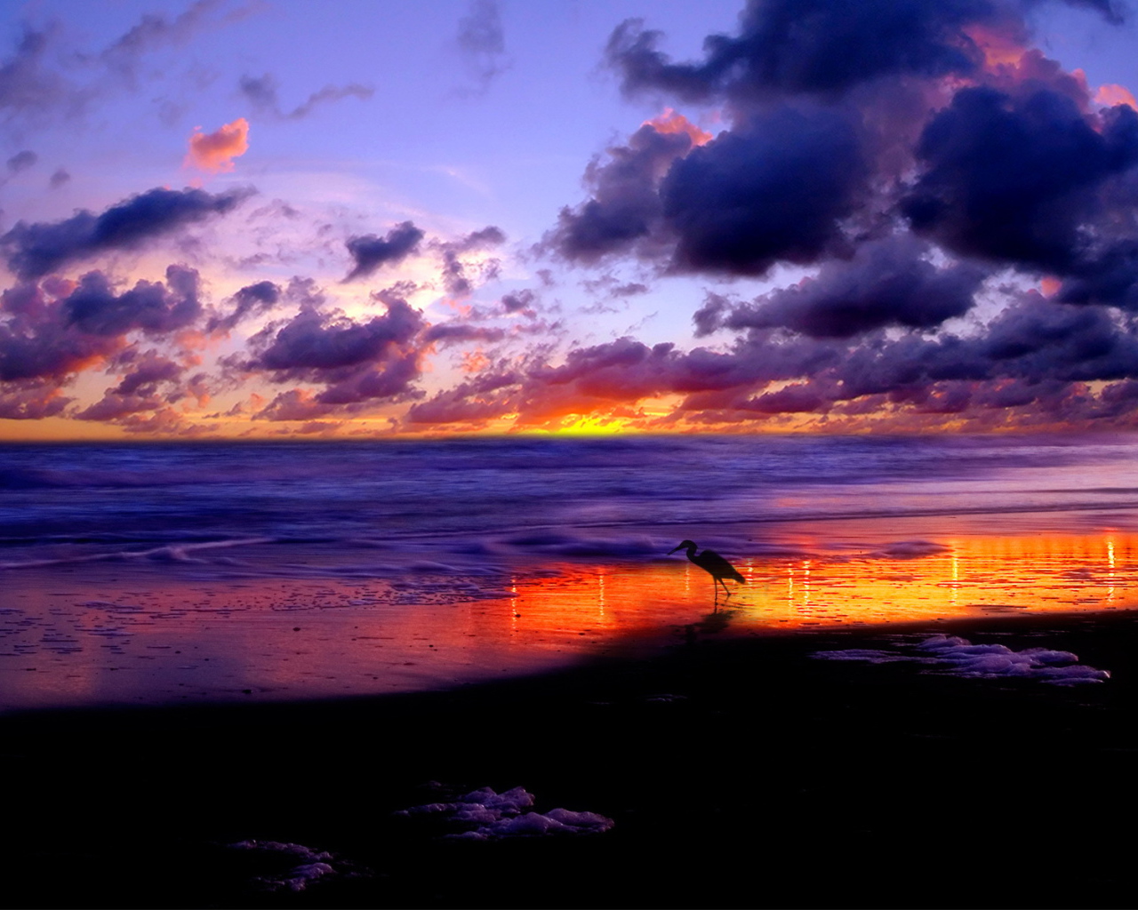 Птица гуляет по пляжу