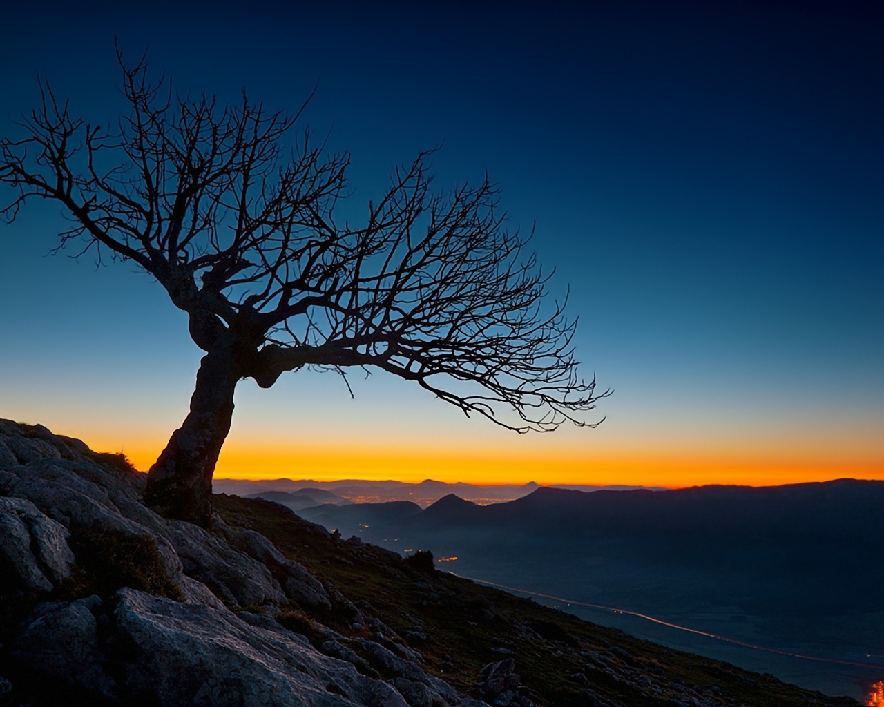 Засохшее дерево на закате
