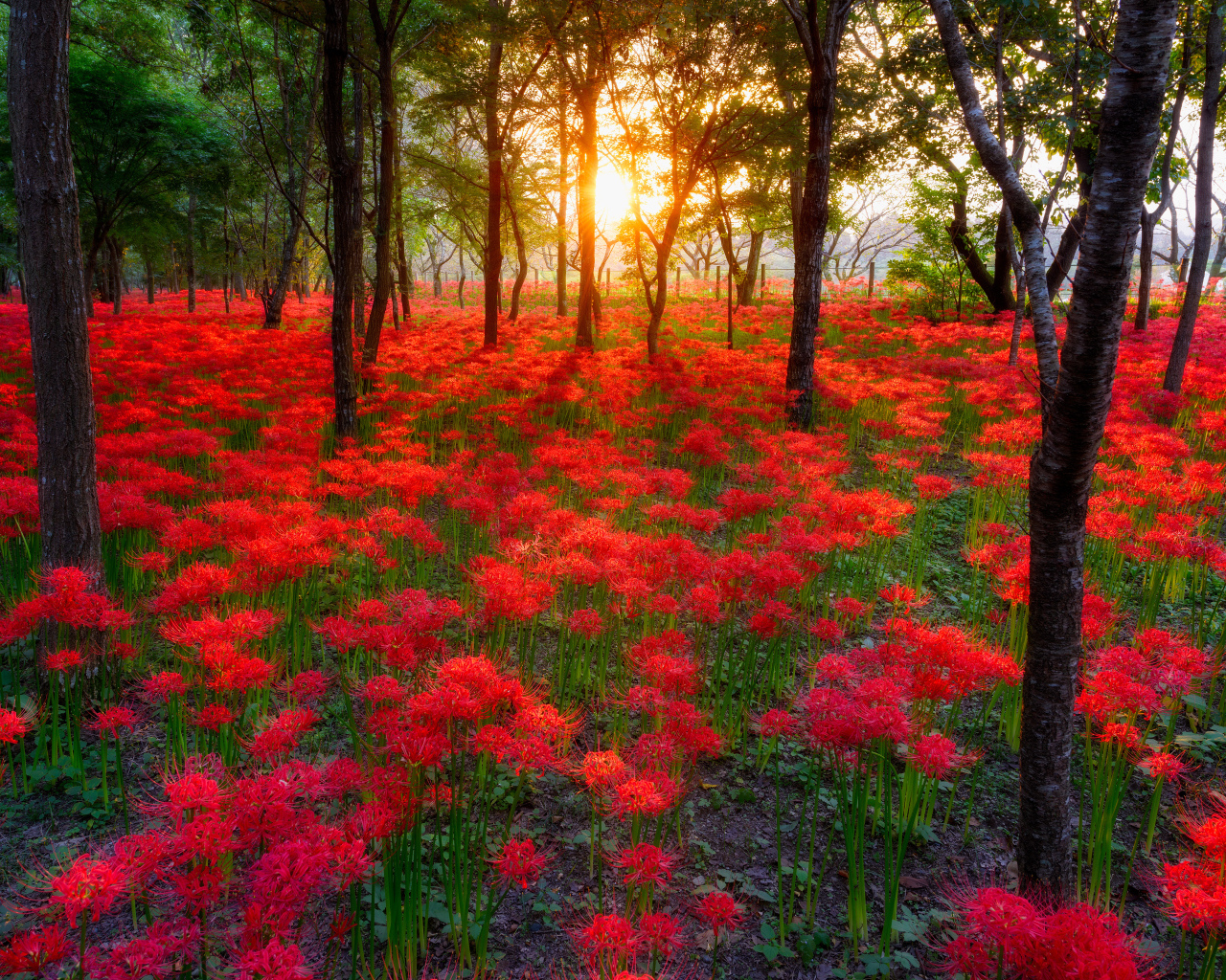 Поляна цветов на фоне заката