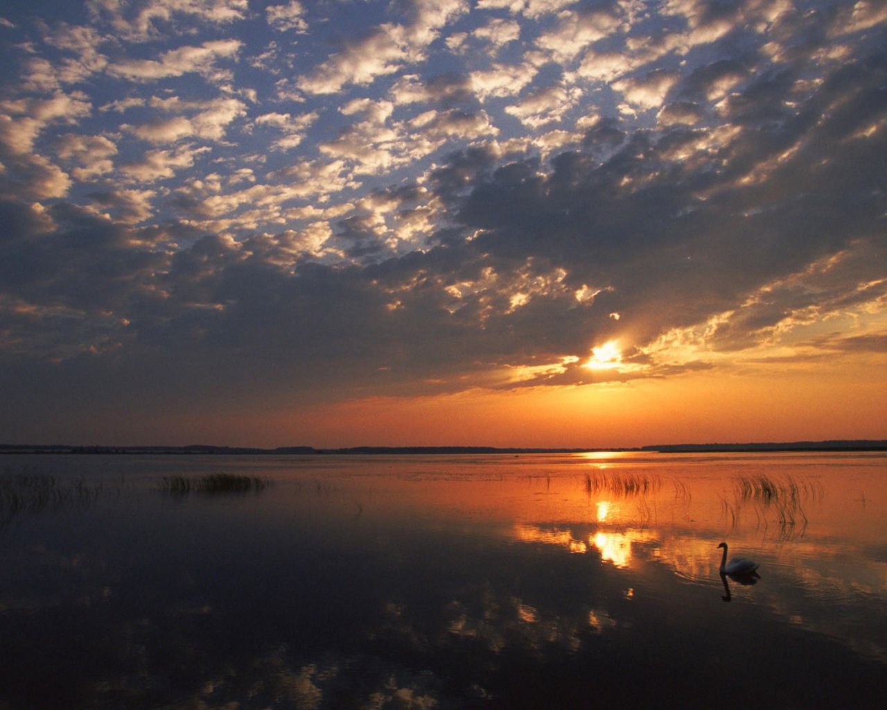 Одинокий лебедь на озере
