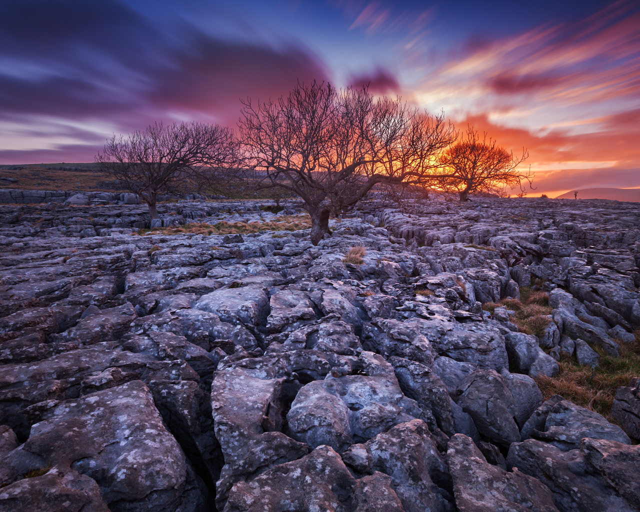 Закат и сухие деревья
