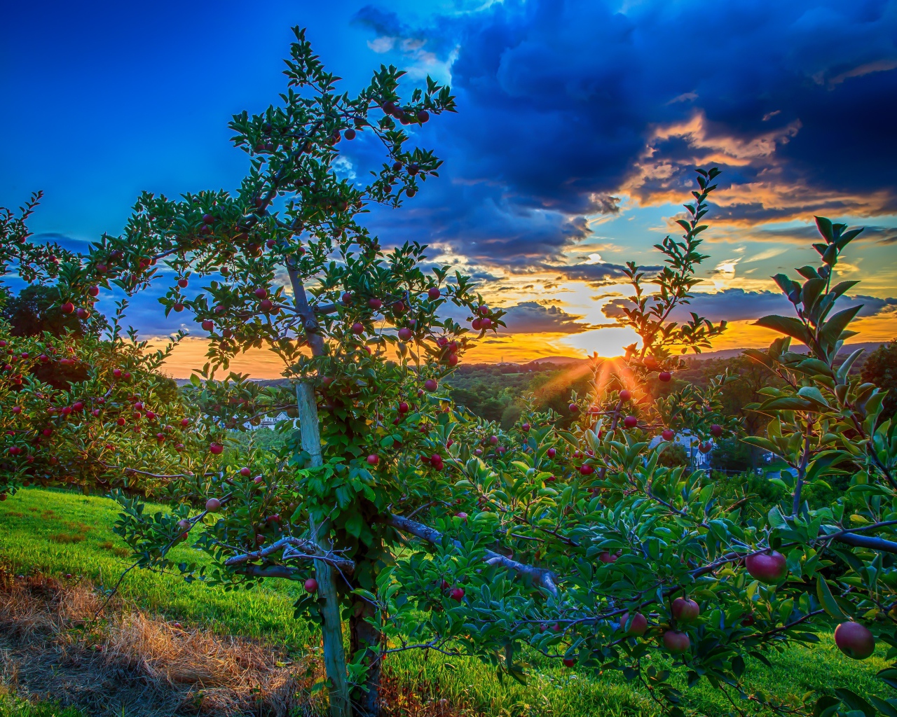 Закат в яблоневом саду