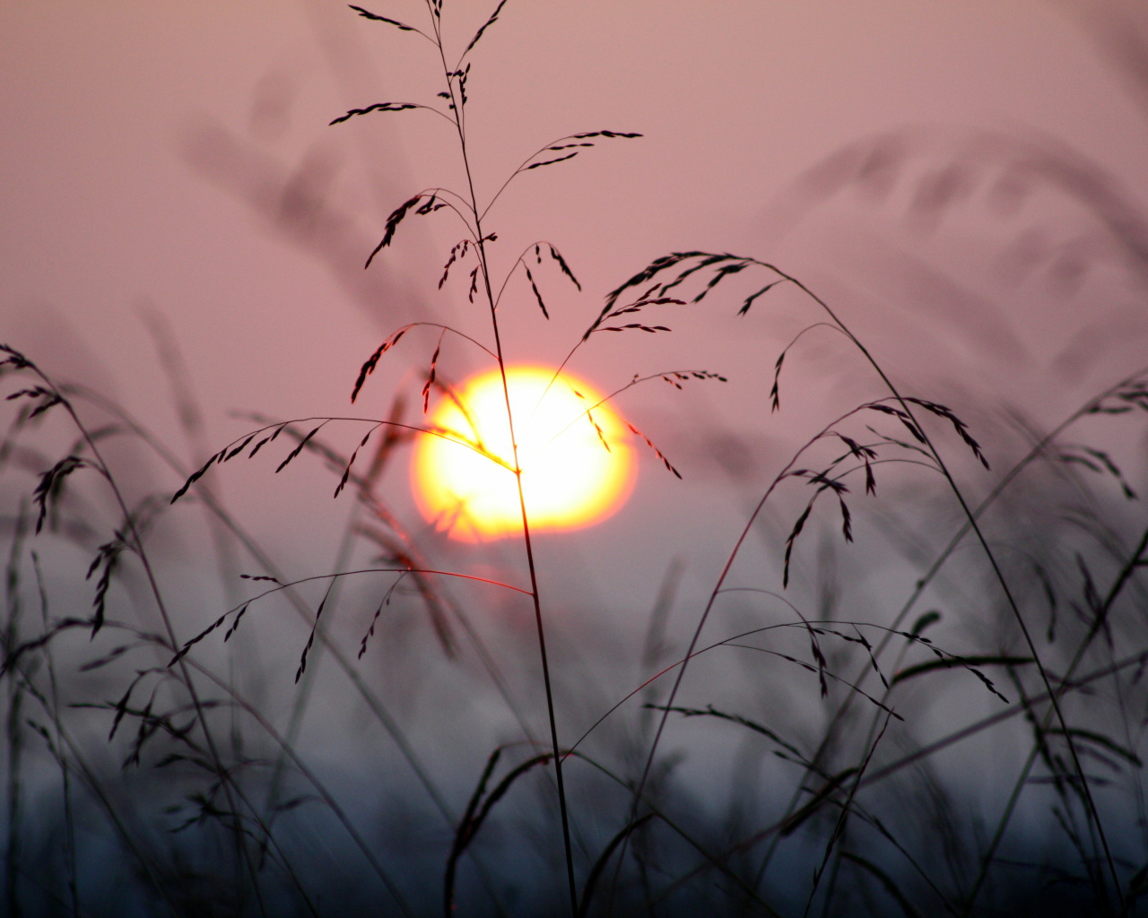 Закат в траве