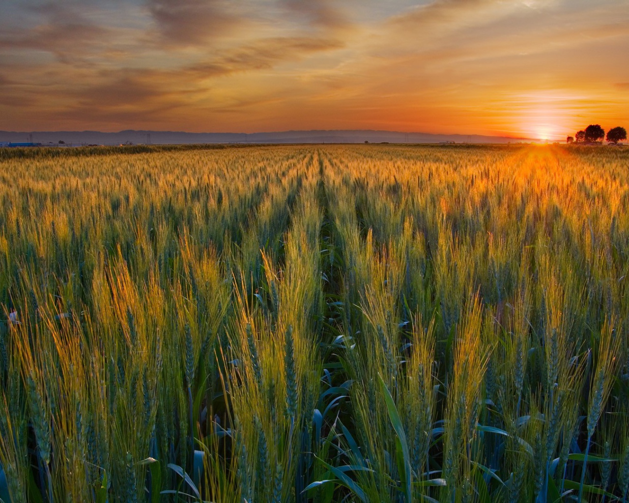 Закат над полем в Калифорнии