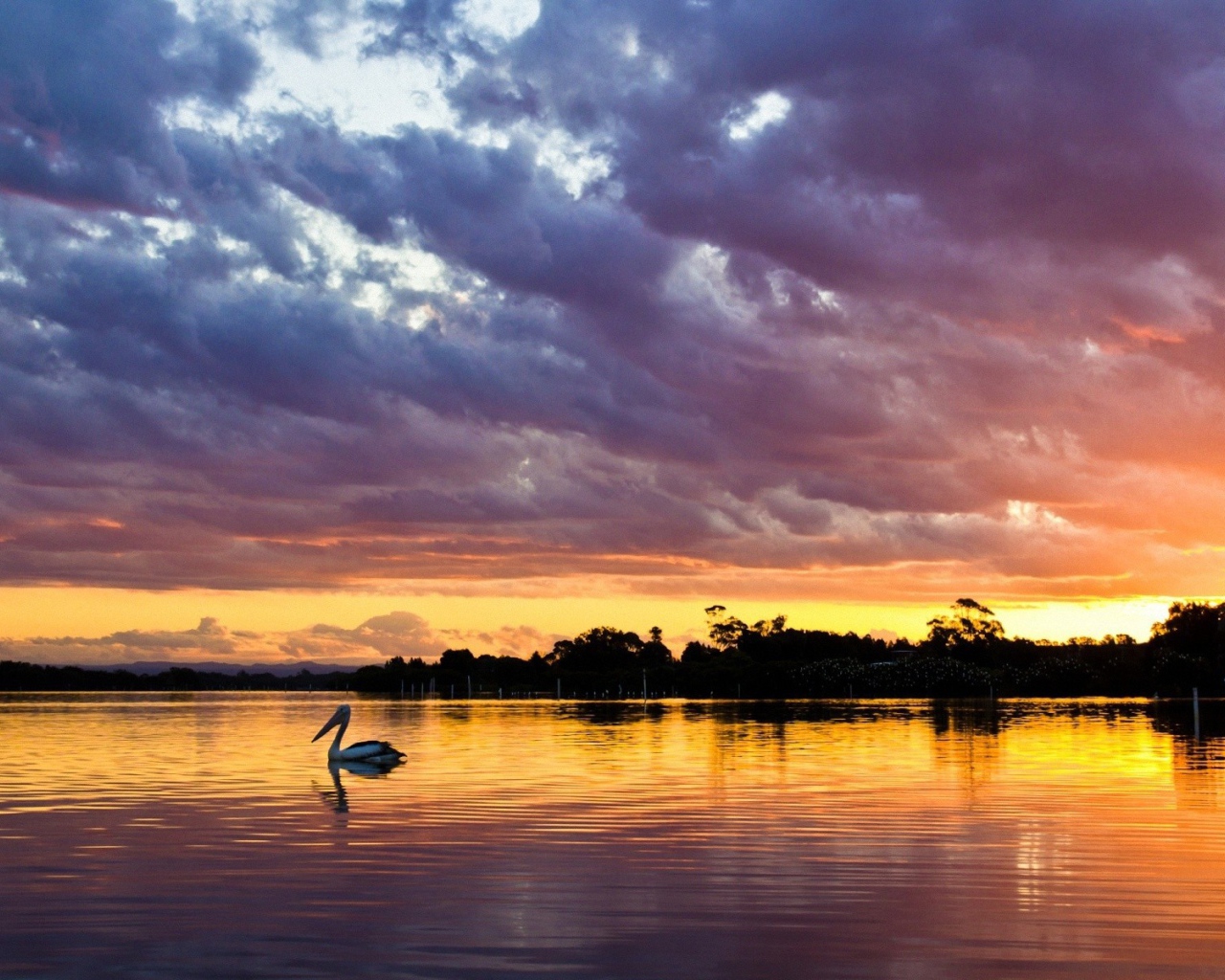 Закат над озером с птицей