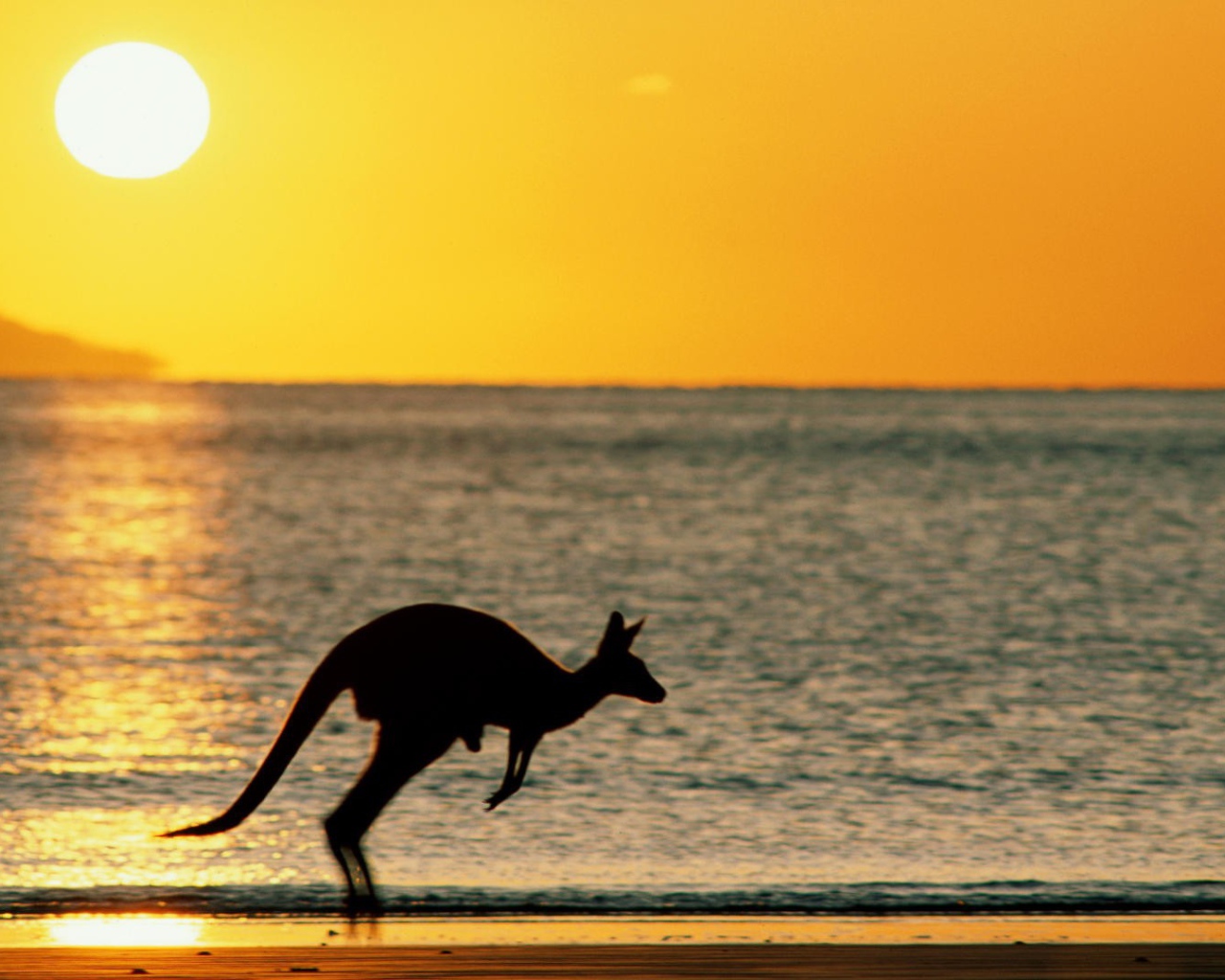 Закат с кенгуру