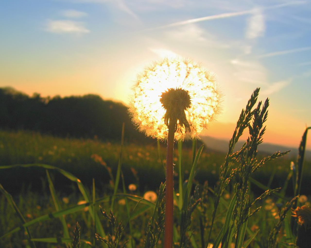 Солнце за одуванчиком