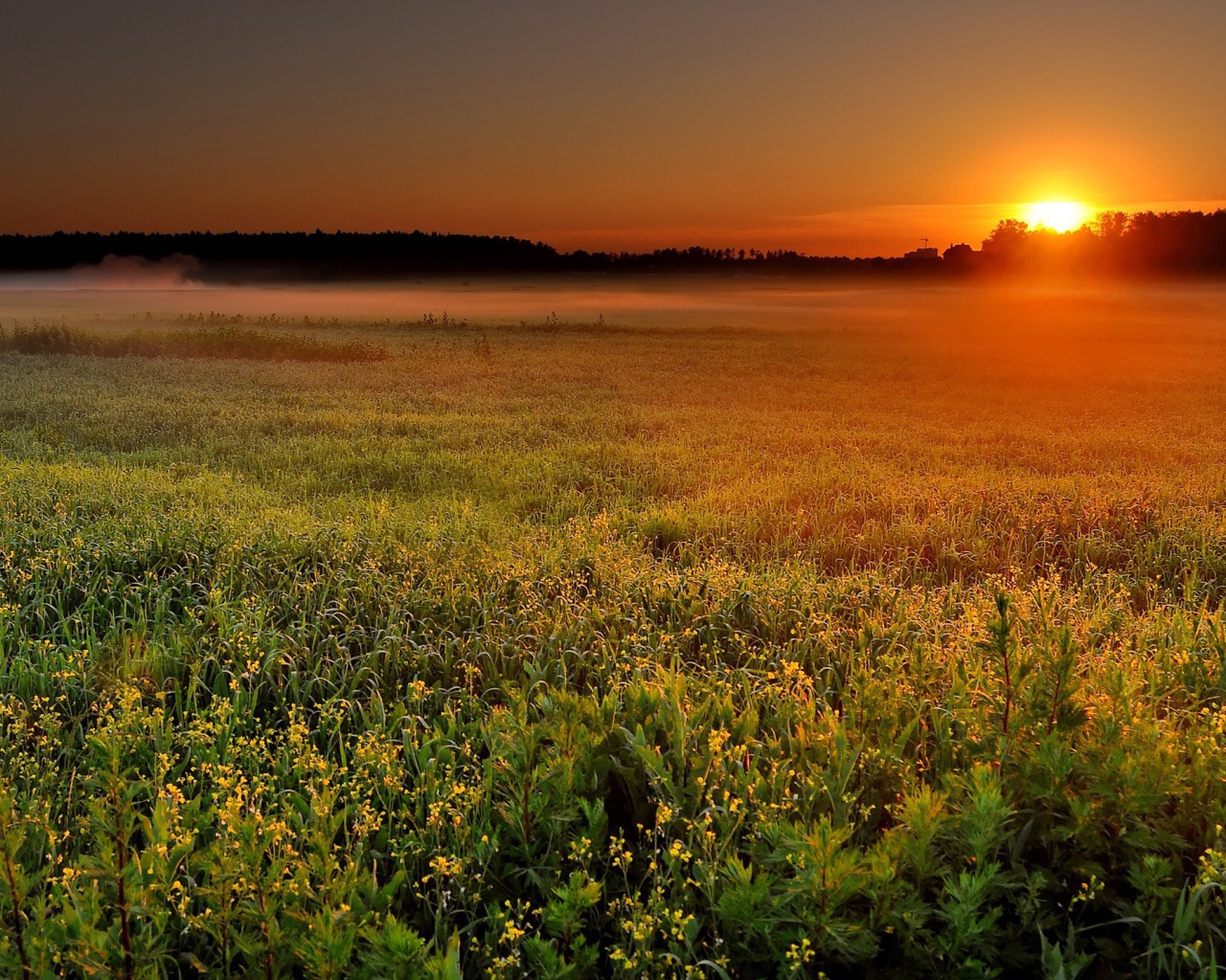 Солнце садится за лес