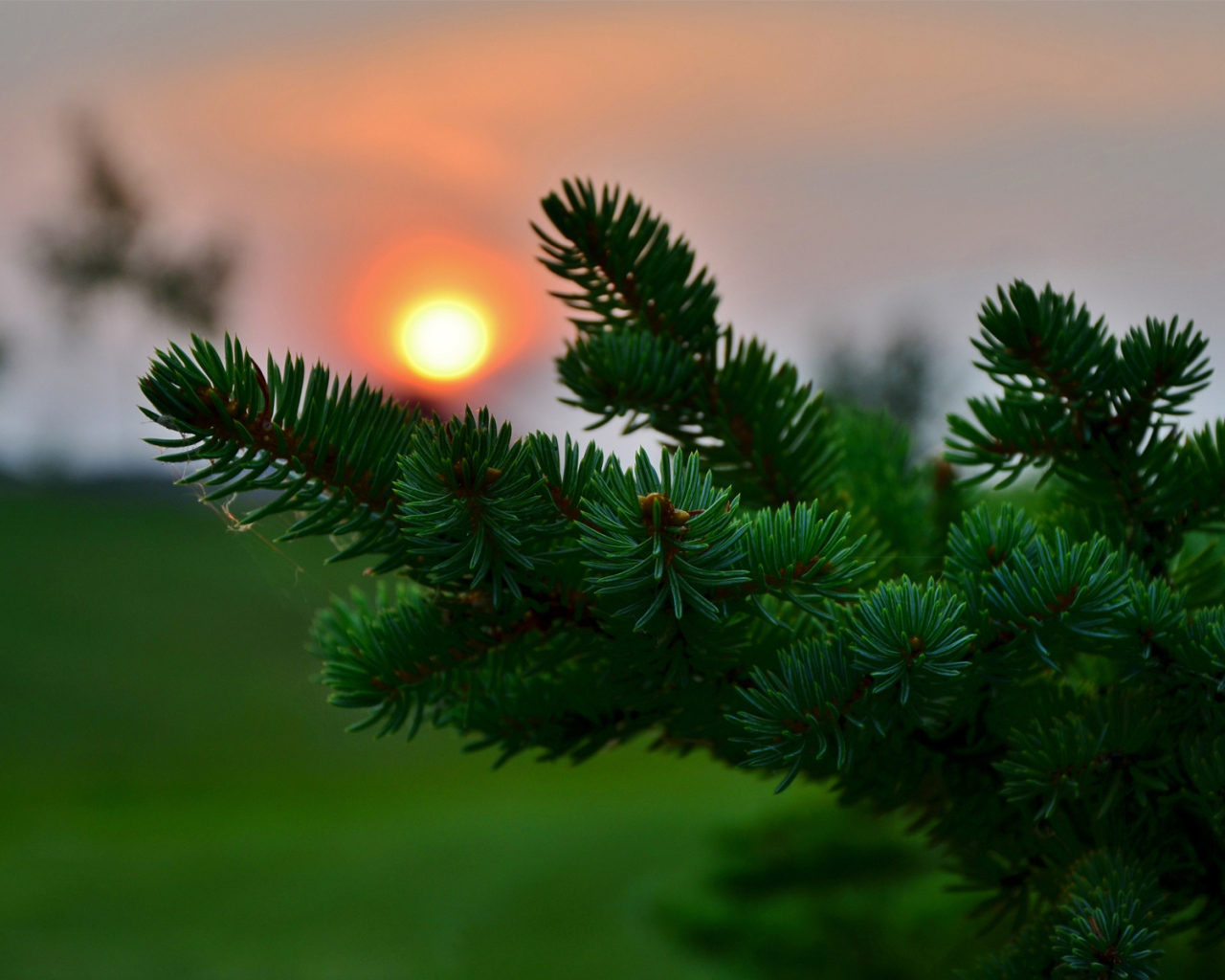 Ветка ели на закате