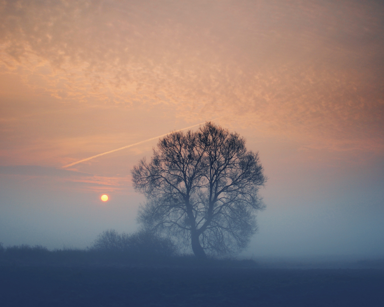 Дерево в тумане