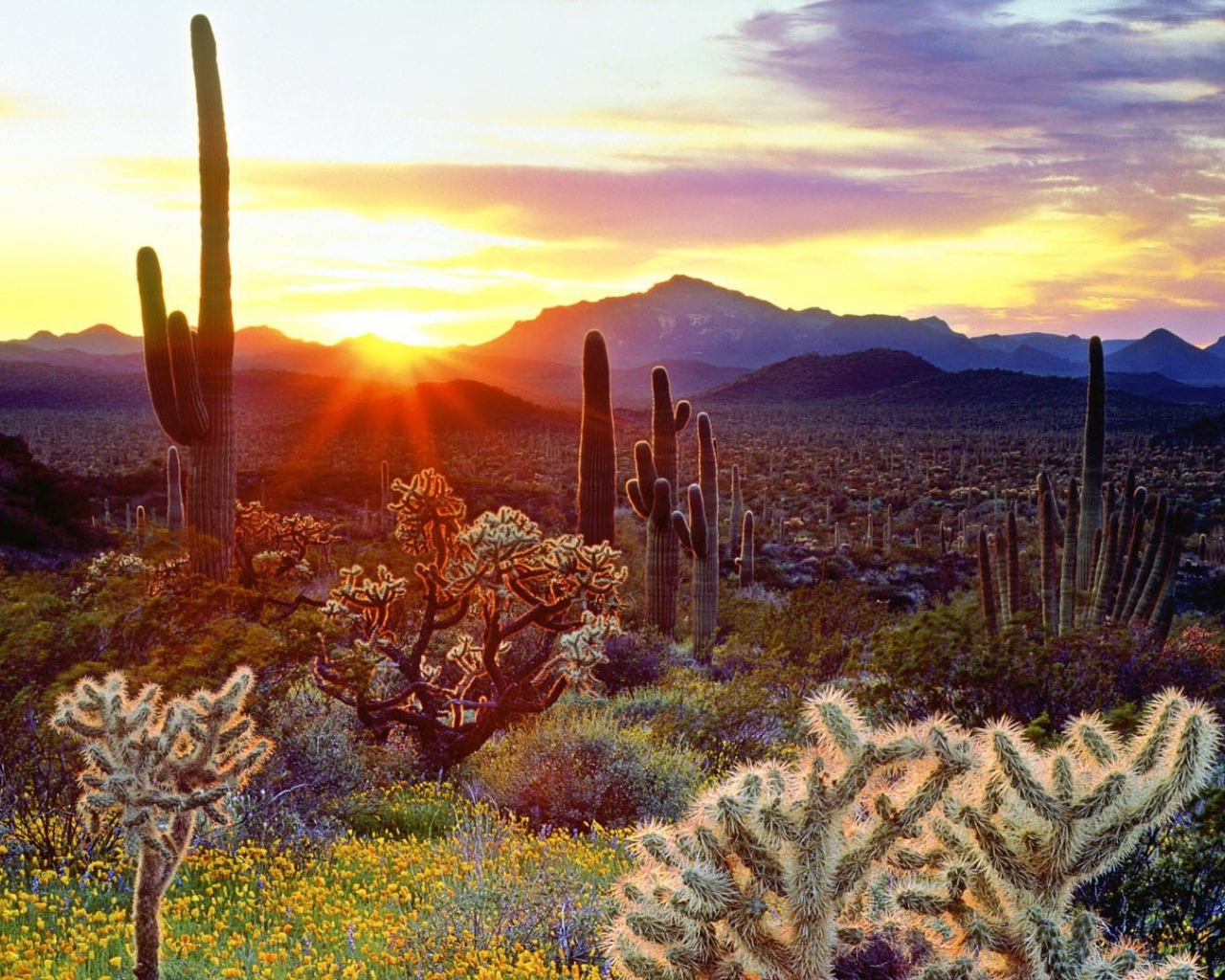 Растительность пустыни на закате