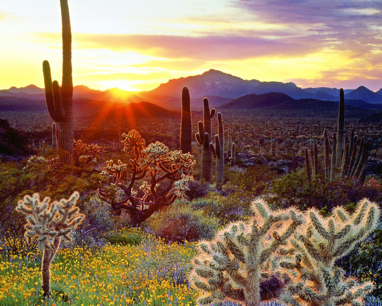 Закат над кактусами