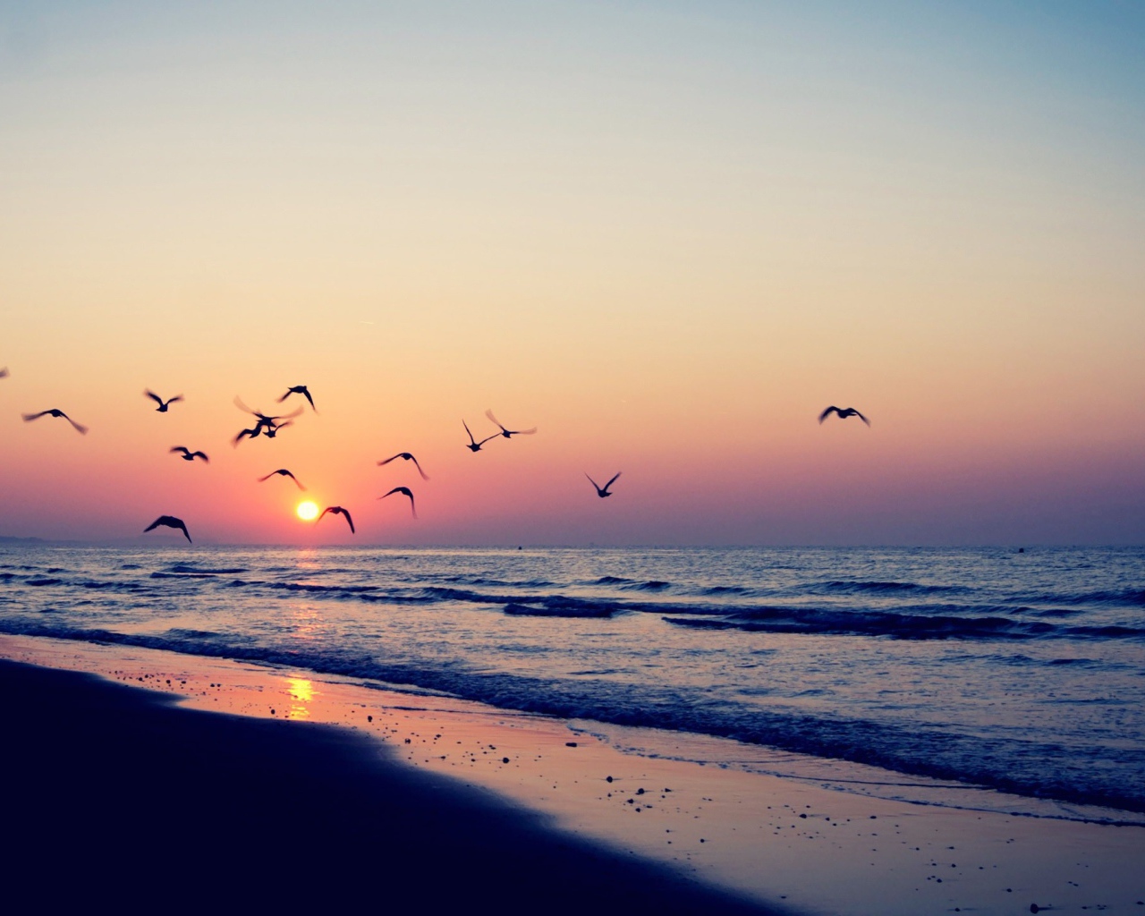Птицы летят на закат