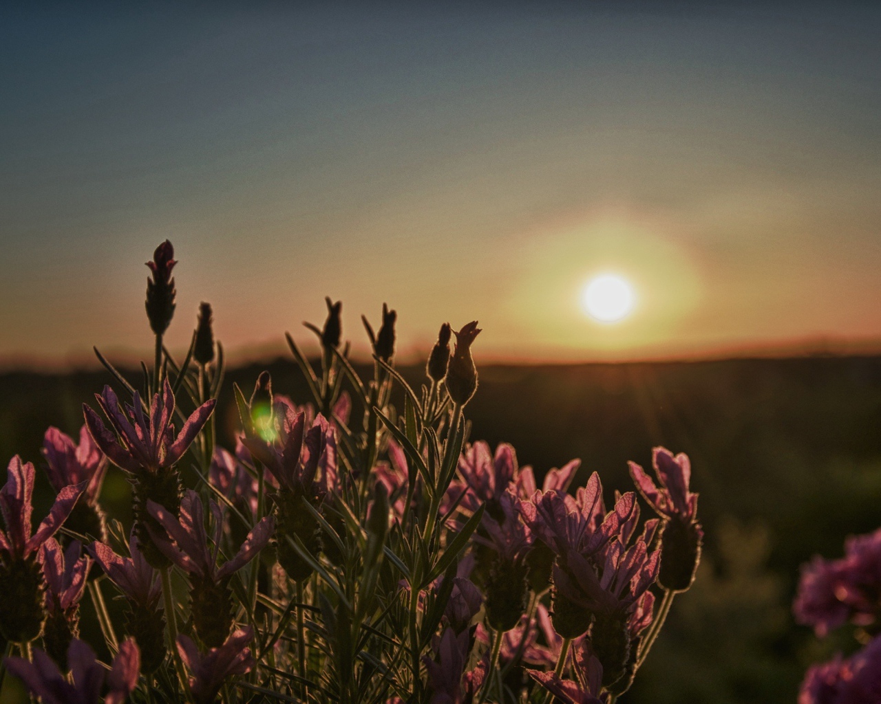 Цветы провожают солнце