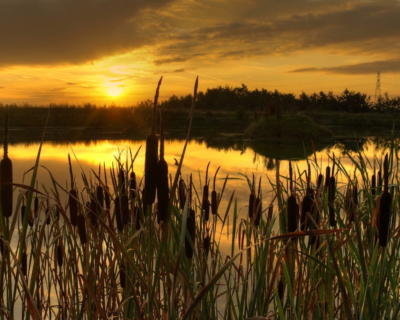 Закат в камышах