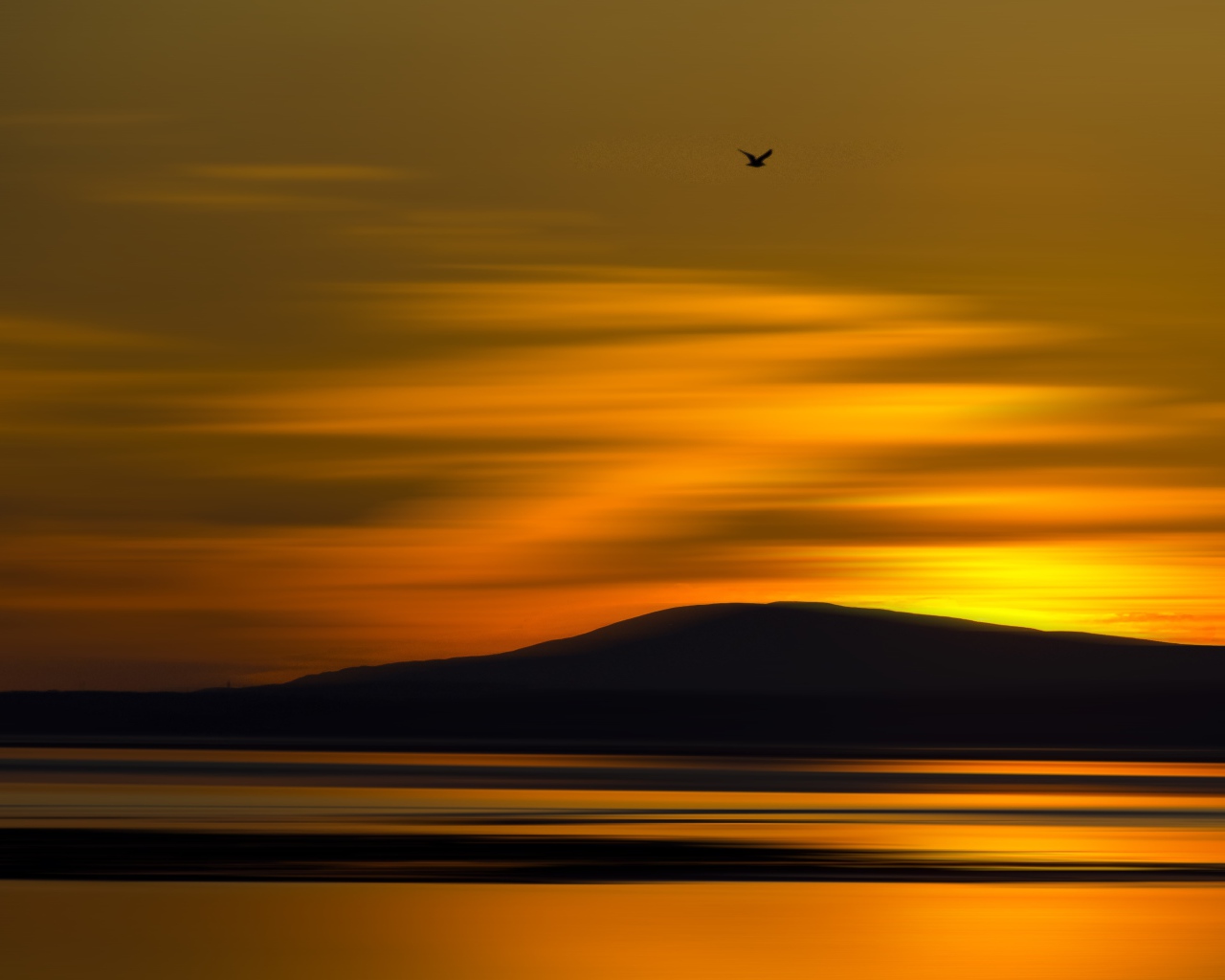 Птица летит на закате