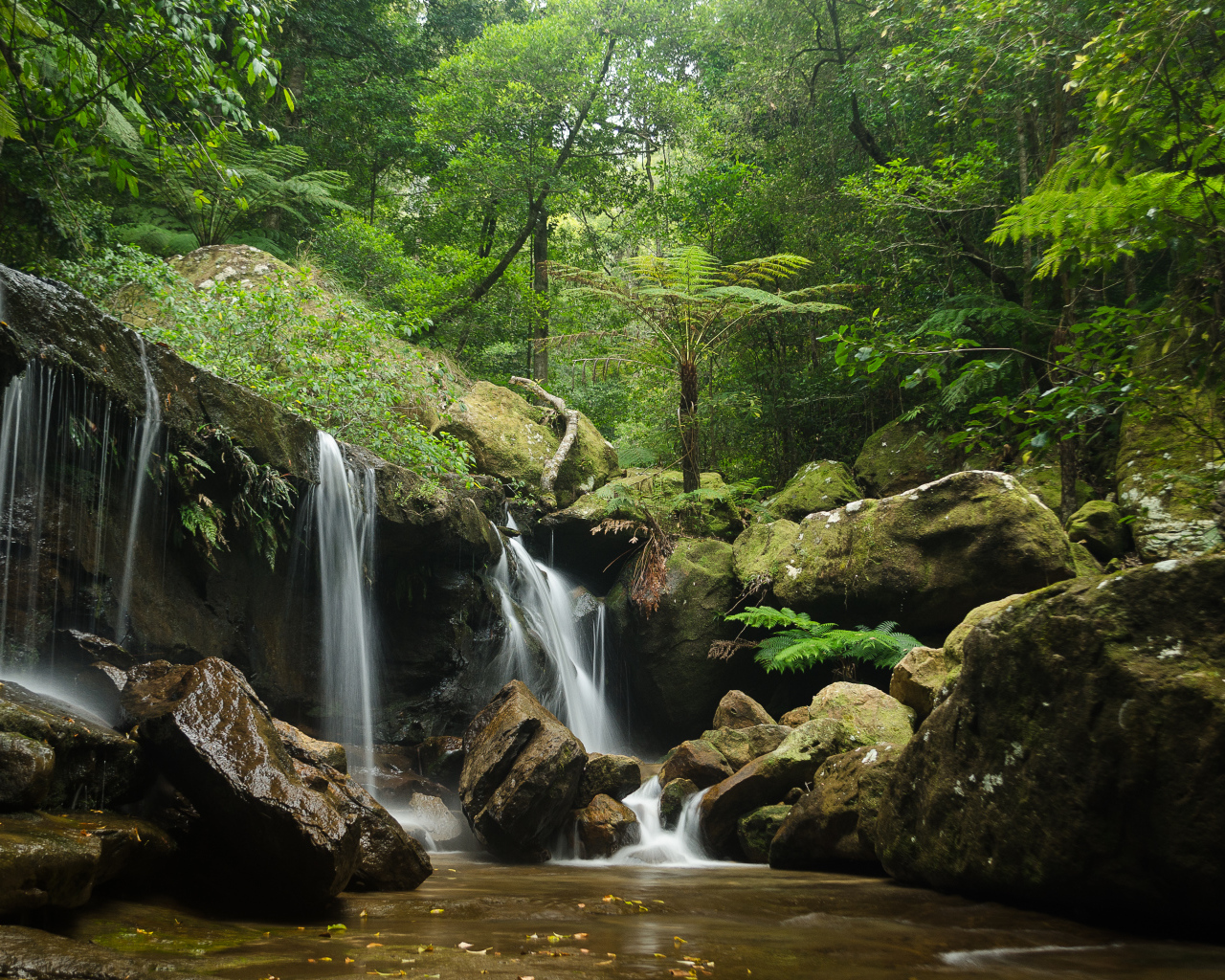 Заросли и водопад