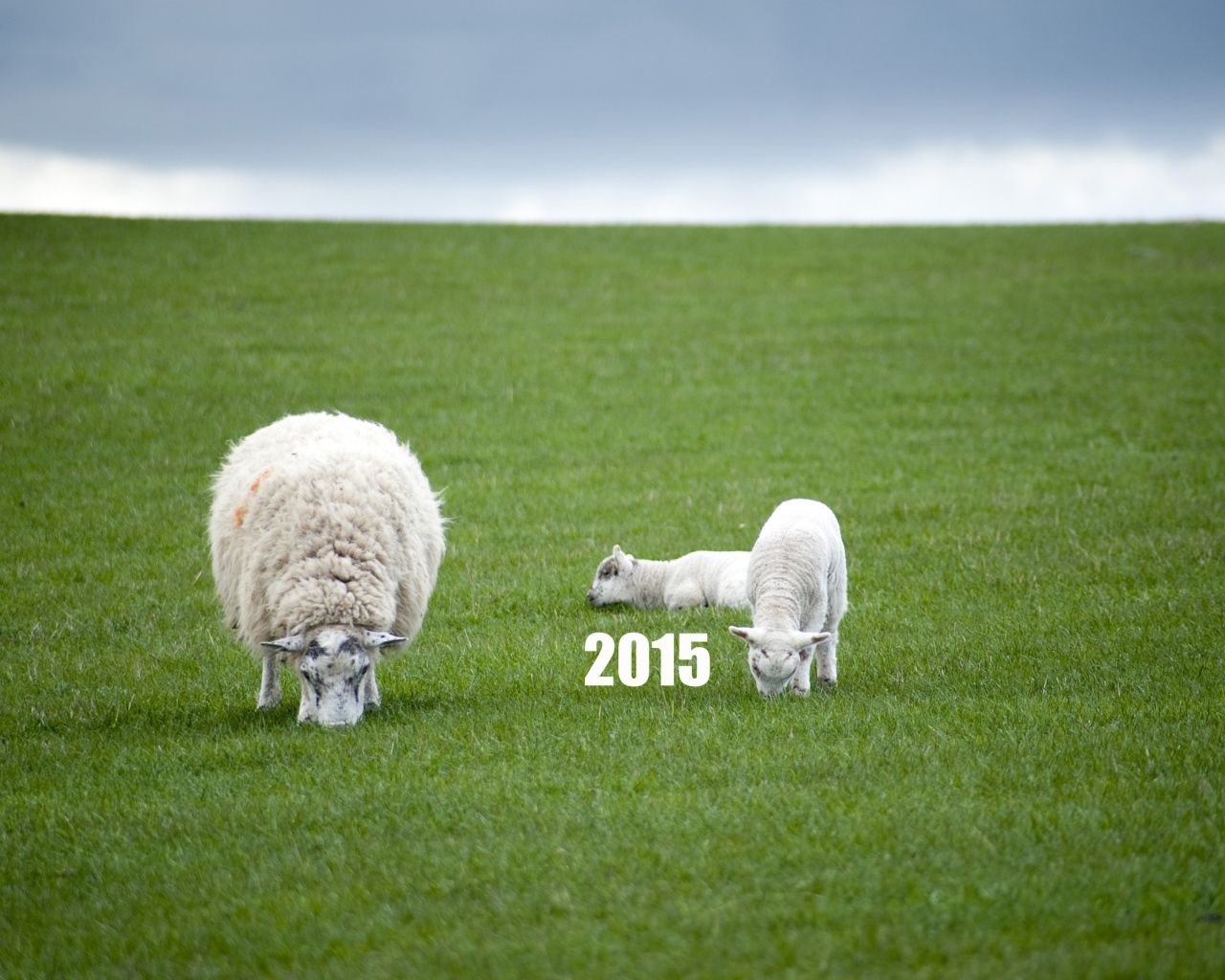 Новый Год овечки 2015