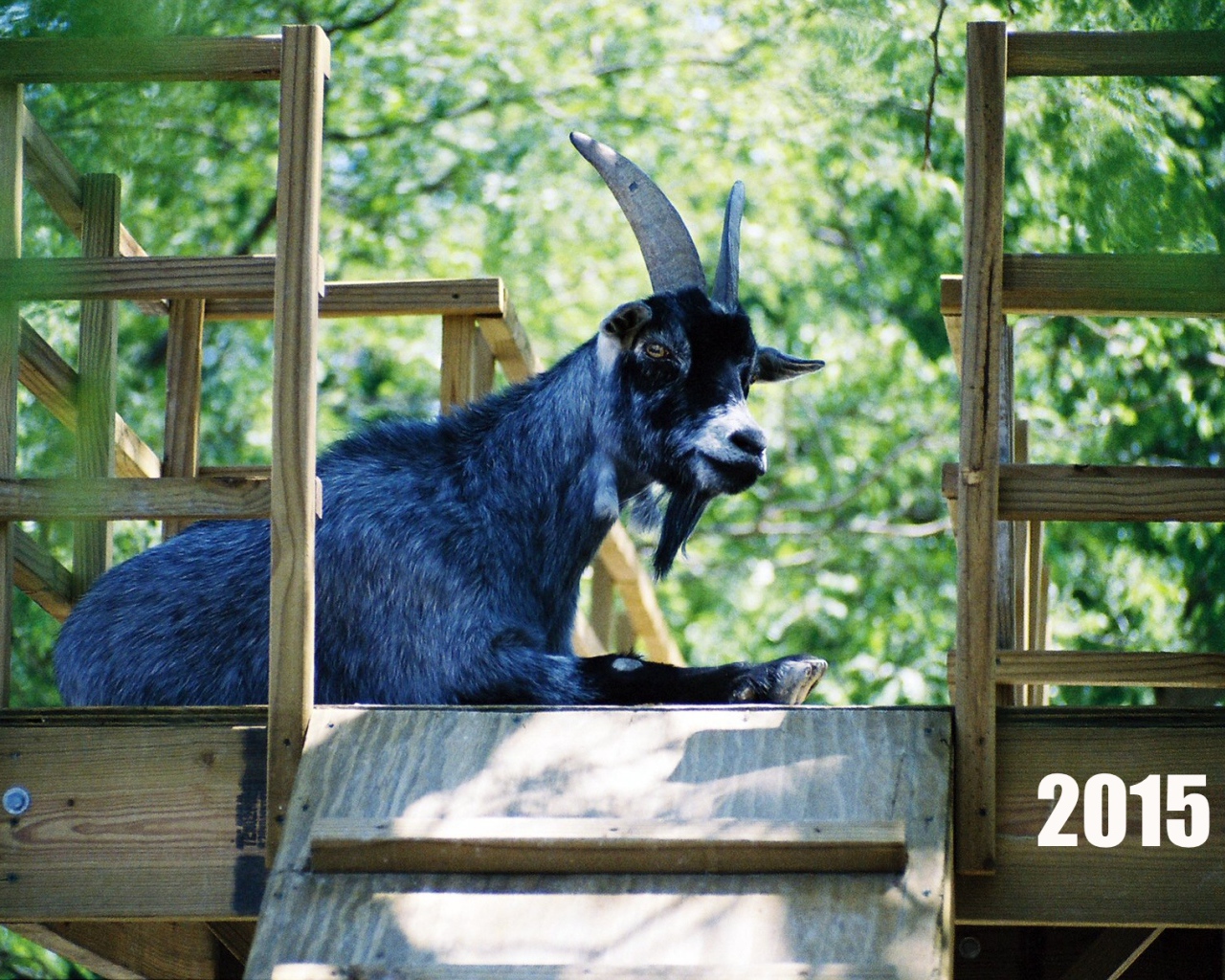 Новый Год 2015 Синяя коза