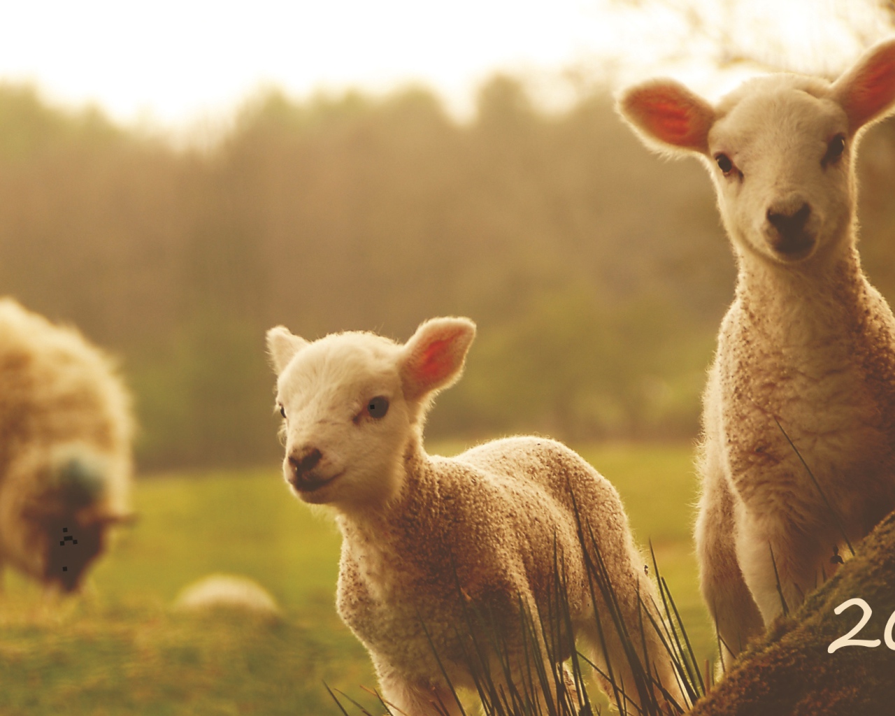 Новый Год 2015 овечки