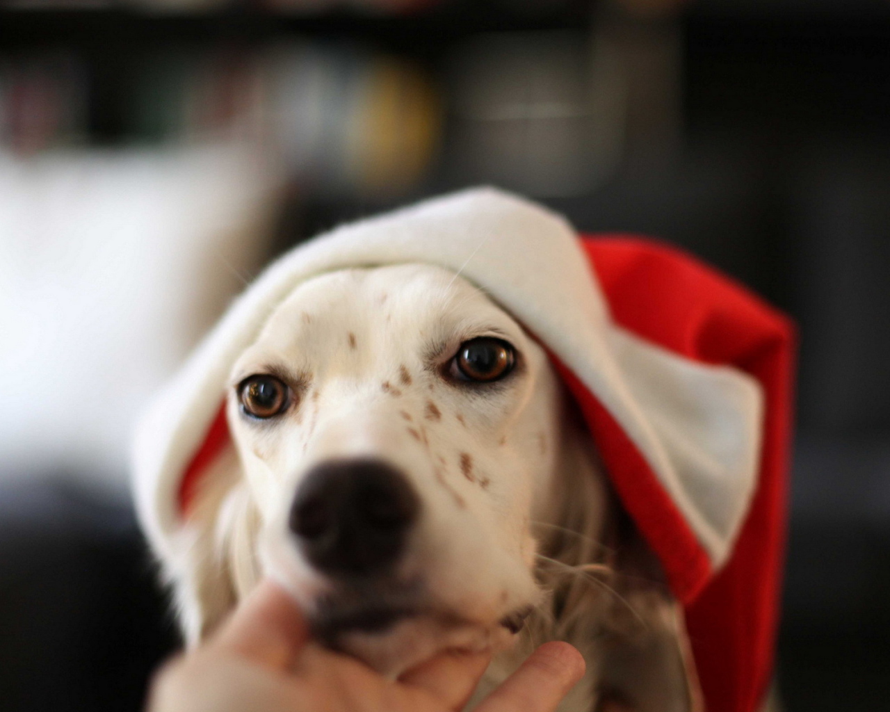 Собака встречает Новый год