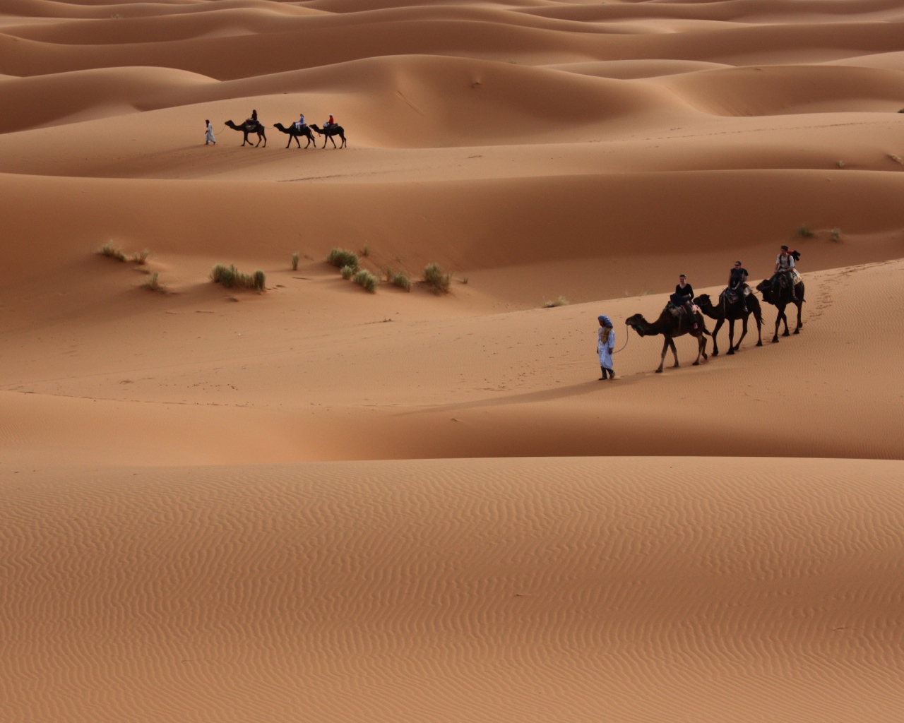 Поездка на верблюдах по пустыне
