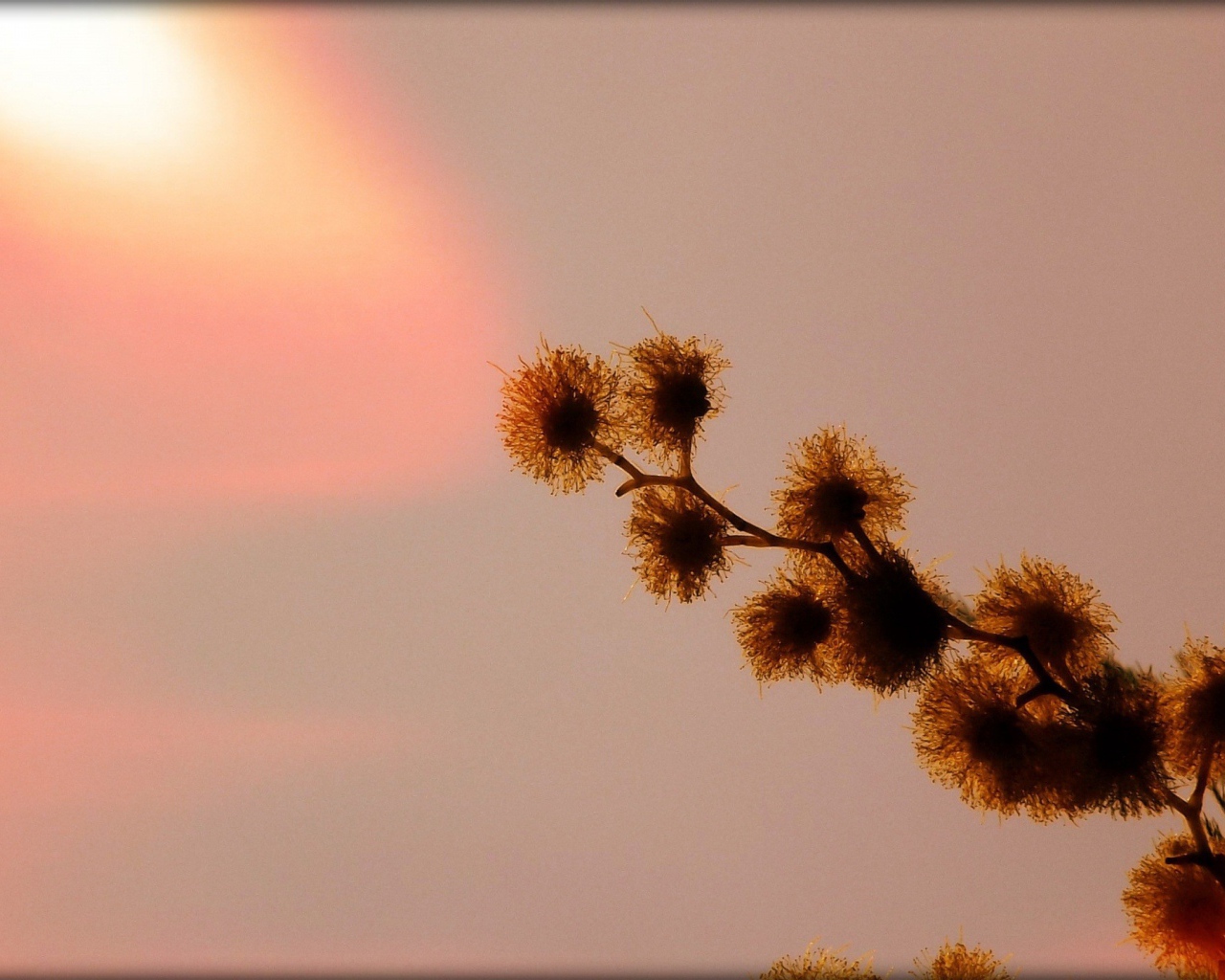 Абстрактная ветка растения