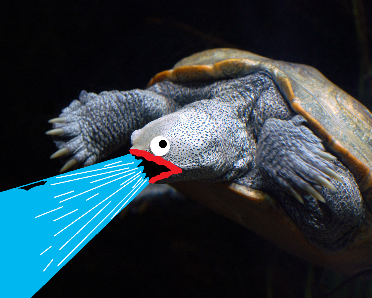 Черепаха изрыгает воду