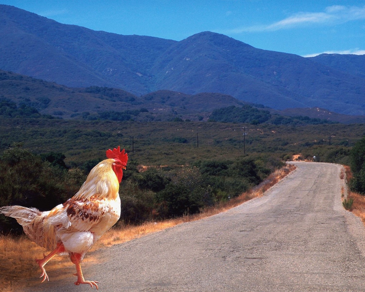Петух переходит дорогу