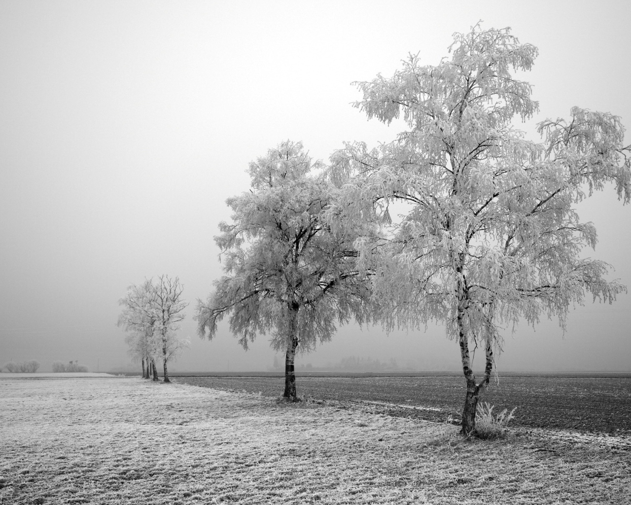 Замерзшие деревья