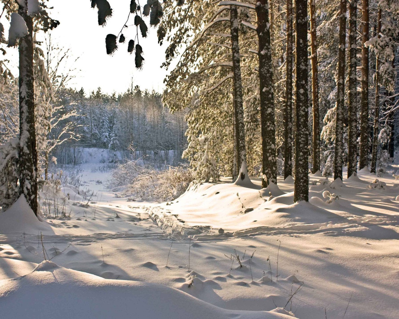 Зимний день в лесу