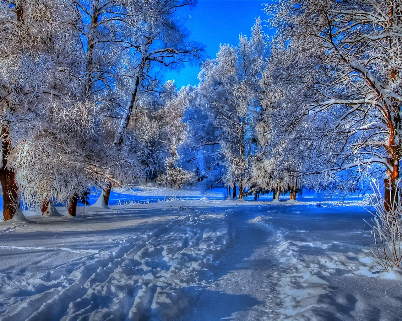 Тропа в зимнем лесу