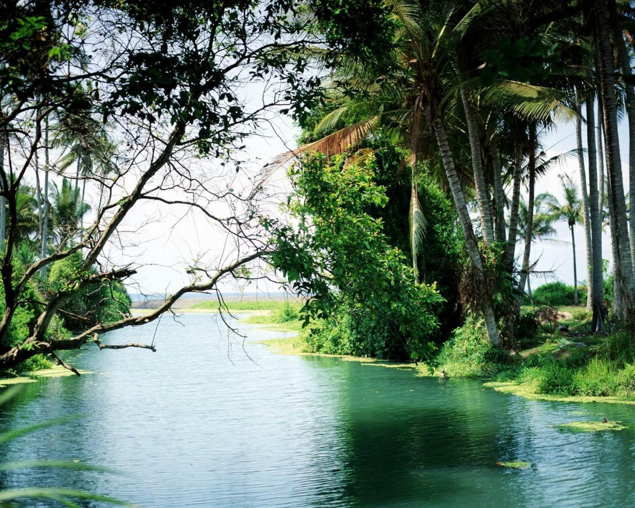 Лес на Бали