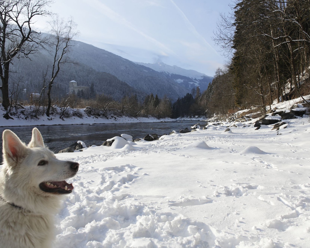 Собака на  берегу реки на курорте Лиенц, Австрия