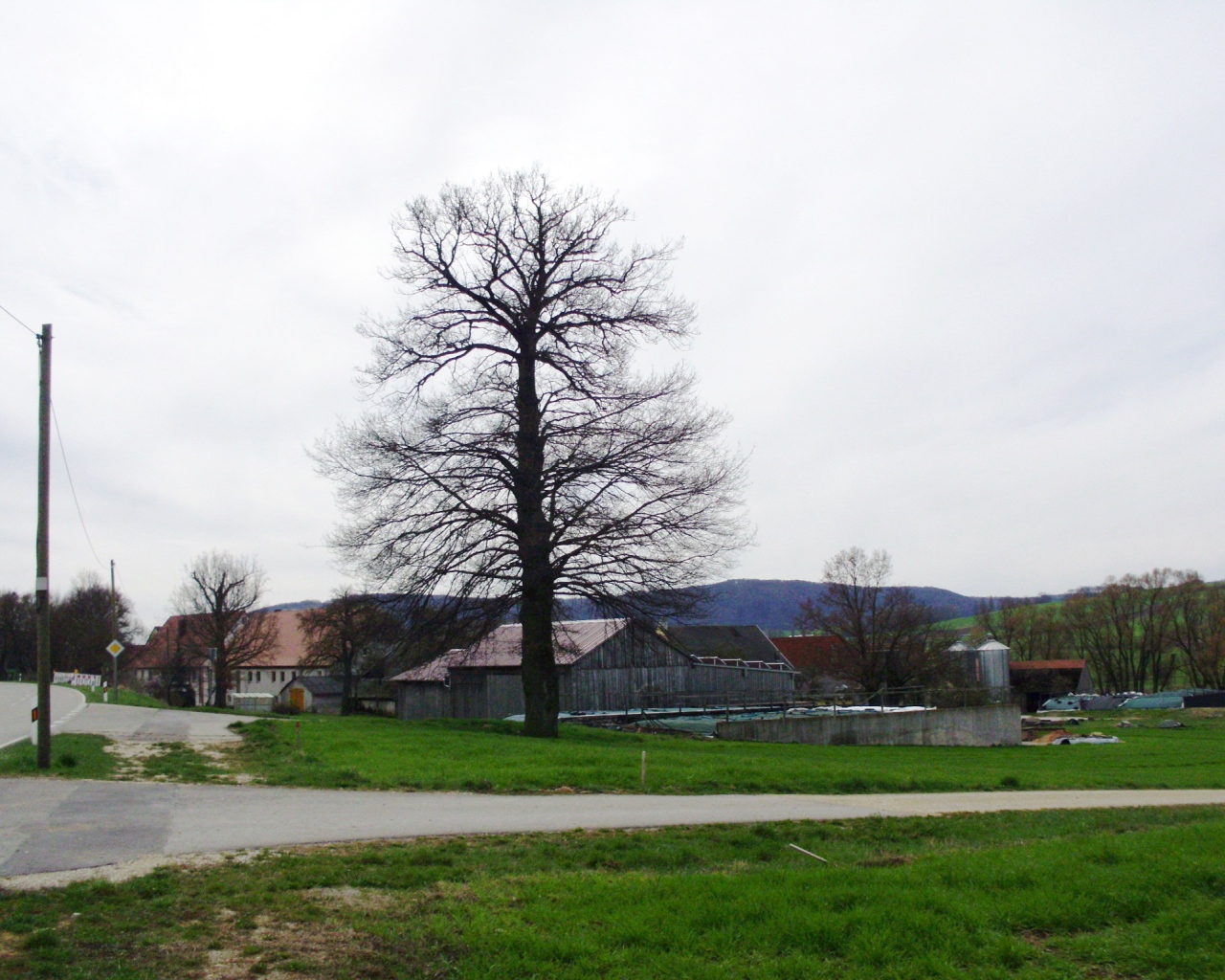 Сухое дерево в городе Лэнгенфельд, Австрия