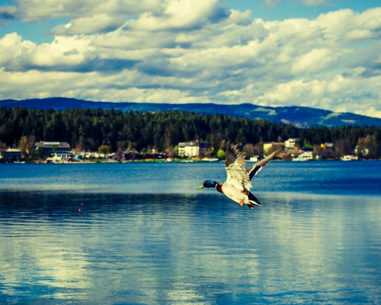 Утка над озером Клопайнер Зее, Австрия