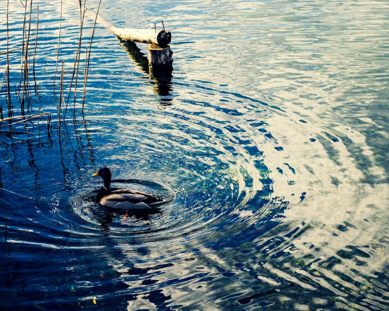 Утка на воде озера Клопайнер Зее, Австрия